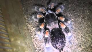 Signs Of A Tarantula Molting [upl. by Aindrea415]