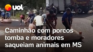 Caminhão com porcos tomba e moradores saqueiam animais ainda vivos no MS vídeo flagra confusão [upl. by Nivrek]