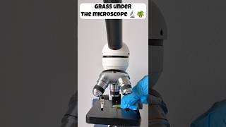 Grass Under The Microscope microscope biology grass shorts [upl. by Gebhardt885]