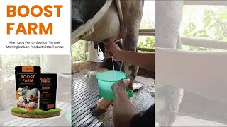 Nutricell BOOST FARM Untuk Sapi Perah  BEST CORPORATION [upl. by Cirded]