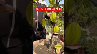 अमरख का फल।Star Fruits ytshorts shorts starfruit [upl. by Bourn]