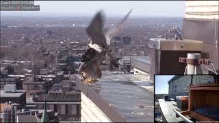 Faucons Pèlerins UdeM Peregrine Falcons Montréal 02042023 [upl. by Anyrb]