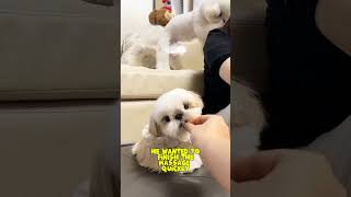 smart dogs massage dog doglover dogsmart dogsmassage massage pets petlover shorts [upl. by Toblat283]