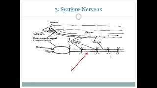 zoologie Cours 7 pour L2 SNV Par Dr MANSOUR [upl. by Nennek]