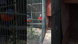 lorikeet bird in Saruma Bird Breeding park aviculture birdlovers cutebirds [upl. by Oinigih]