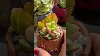 Mini succulent garden pot 🌺💐💚😍 [upl. by Annehs]