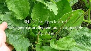 Le plantain  CHUT FAUT PAS LE DIRE [upl. by Teerell]