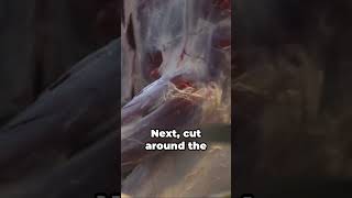 HOW TO SKIN A SQUIRREL IN ONE MINUTE Uncover the Secrets of Skinning Squirrels [upl. by Novat]