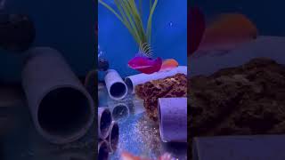 Beautiful Flasher Wrasse at AAC  aquarium fish best reefkeeper animals reeftank like [upl. by Lanod]