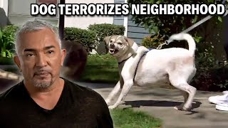 This Aggressive Dog Biting Leads To Stitches  Cesar 911 Season 3 Ep 4  Part 2 [upl. by Hedaza397]