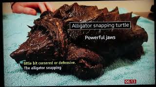 Alligator Snapping Turtle in Cumbria England BBC Feb10 2024 [upl. by Atilol]