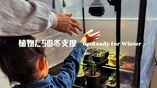 珍奇植物の冬支度第二弾！植物育成ライトを付けたかっこいい温室を作って実生や接ぎ木をしまおう【植物好き家族が冬支度】 [upl. by Philo]