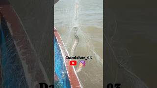 snake 🐍 dandekarsquad gujjukoli fishing fish youtubeshorts [upl. by Trilby143]