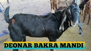 Deonar Bakra Mandi Aao Aur Lekar Jao [upl. by Charley670]