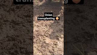 Onion transplanting ✨😍like subscribe viralvideo [upl. by Modnar494]