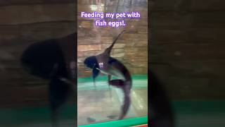 Paroon shark feeding catfish paroonshark monsterfish [upl. by Nilac]