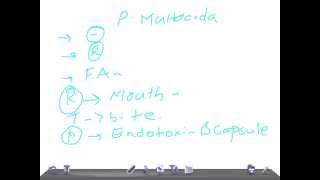 Medical Video Lecture Pasteurella multocida Microbiology [upl. by Banks160]