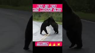 Bear vs Bear fight🐻🐻🔥🔥ThrillerChilling encounterbearbearsbearfightanimalfightwildlifefight [upl. by Brodsky]