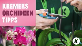 Orchideen Tipps  richtig schneiden  umtopfen  tauchen  Die Naturtalente [upl. by Dorina896]