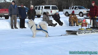 Singing Samoyed Dog Supposed to be pulling Weight Instead he Sings for us [upl. by Gotthelf]