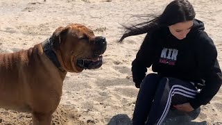 At The Beach with My Boerboel’s doglover boerboel [upl. by Onairelav]