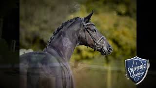 Bucephalus Black 5yo Gelding [upl. by Teerprug]