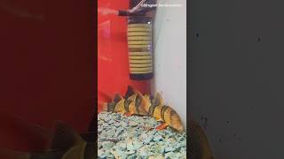 Clown Loach Fish at 14th IIPTF 2024 Mumbai fish clownloach pets aquarium mumbai india 2024 [upl. by Calise]