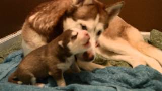 Adorable Husky puppy howling at 9 days old [upl. by Repsaj]