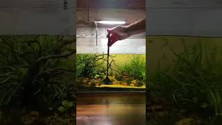 aquarium maintenance step by step aquarium feeds [upl. by Enneirda135]