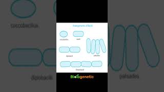 bacillus Shorts biologenetic [upl. by Suivart]