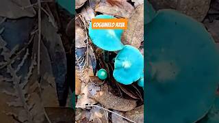 🛑 COGUMELO AZUL JÁ VIRAM cogumelo cerradosobrevivência snake shorts story naturezaselvagem [upl. by Edrei]