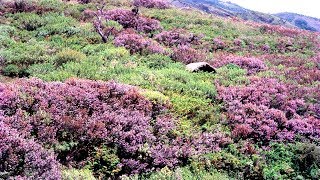 Neelakurinji flowers in Munnar  Next season August 2018  October 2018 [upl. by Clifton]