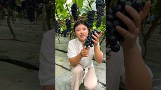 Fresh Black Grapes 🍇🍇 Harvest from Vineyard  Amazing Grapes Farming by Farmer shorts satisfying [upl. by Nohtiek227]