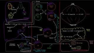 Lipoproteins Part 6 of 7  LDL Low Density Lipoprotein [upl. by Aennil]