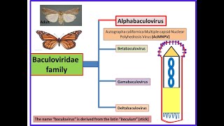 AcMNPV Autographa californica Multiple Nuclear Polyhedrosis Virus DrDNAPrimer [upl. by Berger466]