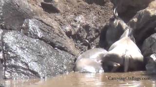 Wildebeest Migration  AMAZING Maasai Mara Kenya [upl. by Halladba]