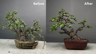 Making Bonsai From Jade Plant  Pruning  Repotting  Wiring  Portulacaria Afra [upl. by Nnairet]