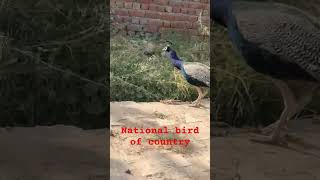 Baharat ka Rashtriya Pakshi Mor The peacock shortvideo nature wildlifeconservation [upl. by Highams]