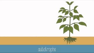 Introduction to Photosynthesis [upl. by Hendrick]