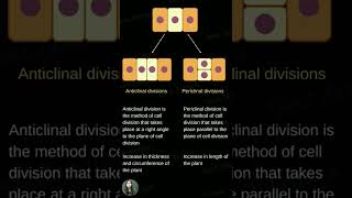 Anticlinal and Periclinal Division [upl. by Ahsilem]