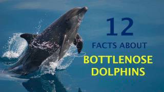 12 Amazing Facts About Bottlenose Dolphins [upl. by Ailito13]