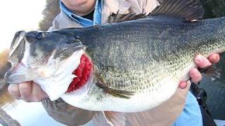 Giant Lake Fork Bass [upl. by Gilmer488]