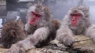 Nagano Jigokudani Snow Monkey Park Japanese Hot Springs Bathing [upl. by Atonsah]