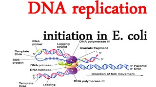 DNA replication initiation in E coli [upl. by Levan87]