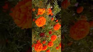 Gaida phool dance saree garba song nature love gaida phool [upl. by Otrebor]