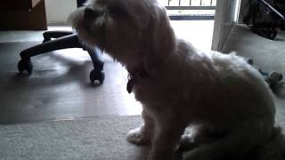 Our dog Beethoven  Lhasa Apso  having an episode of reverse sneezing [upl. by Denae]