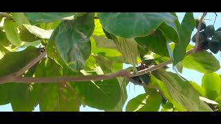 Terminalia catappa is a large tropical tree in the leadwood tree familyটার্মিনালিয়া [upl. by Yuh]