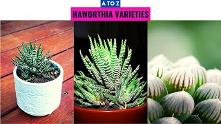 Haworthia Varieties A to Z [upl. by Mcclees]