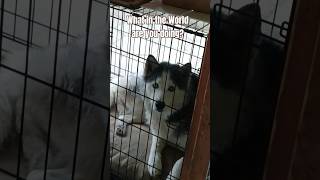 ASMR  What In The World  Confused Husky 😂  Cage Is Open [upl. by Ak]