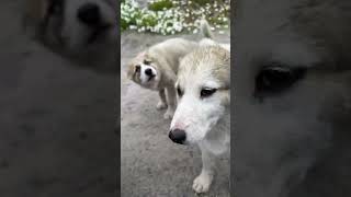 Uummannaq Sled Dogs  Greenland  Lindblad Expeditions [upl. by Athenian]